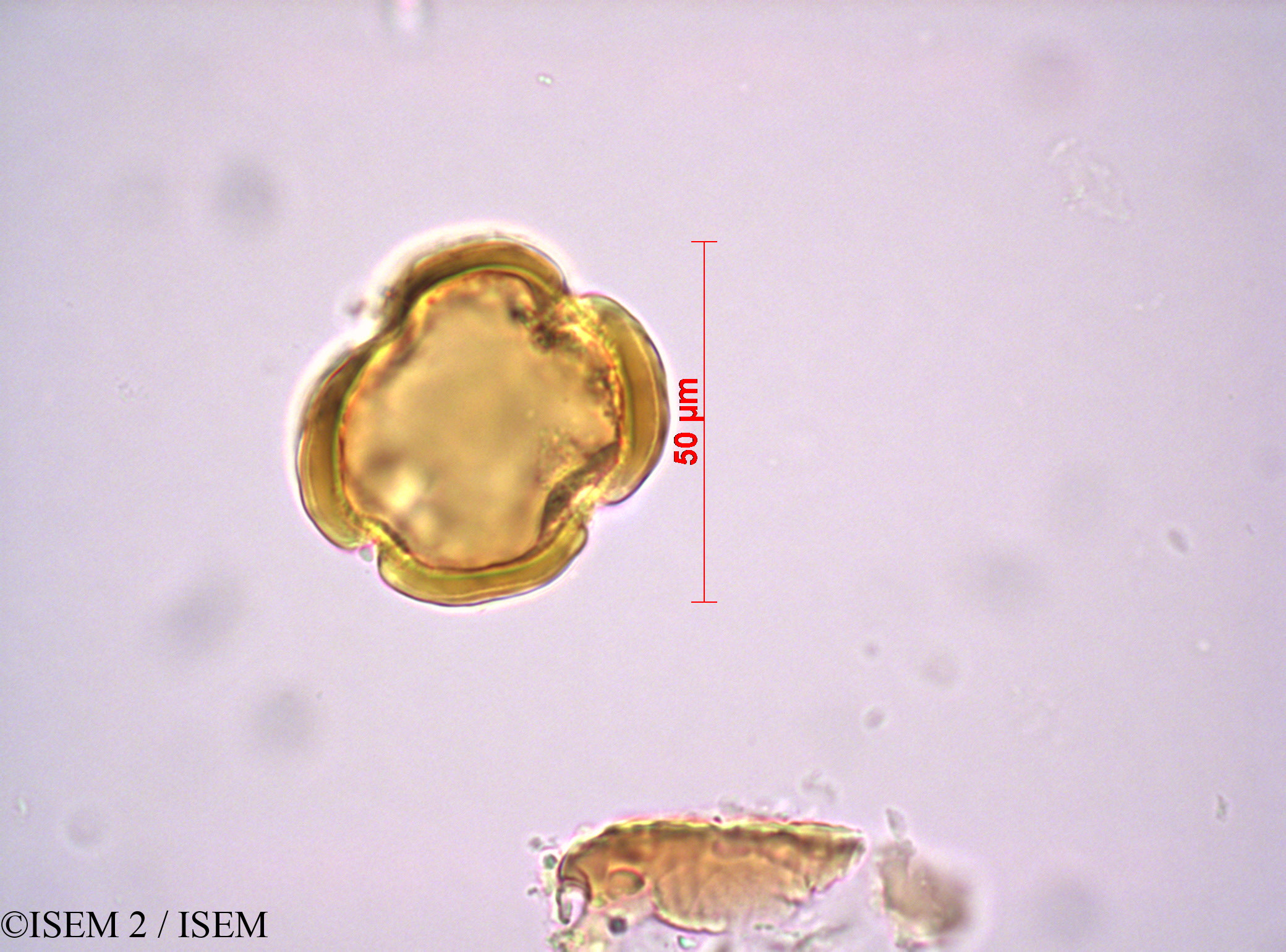 ISEM 2/Audouinia_capitata_14155/Audouinia_capitata_14155_0002(copy).jpg